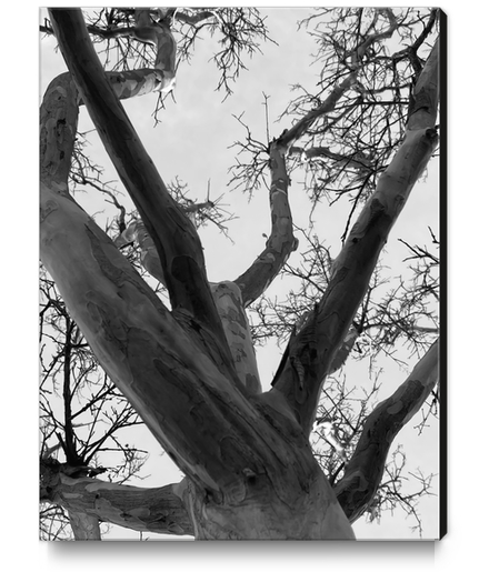 closeup tree branches with clear sky background in black and white Canvas Print by Timmy333