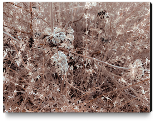 blooming dry flowers with brown dry grass texture abstract Canvas Print by Timmy333