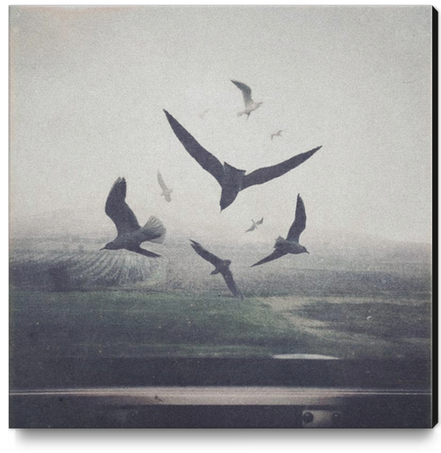 Birds Canvas Print by yurishwedoff