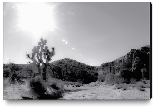 cactus in desert with summer sunlight at Red Rock Canyon, California, USA in black and white Canvas Print by Timmy333