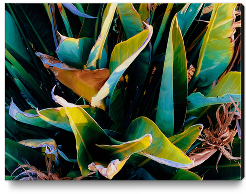 closeup green bird of paradise leaves texture background Canvas Print by Timmy333