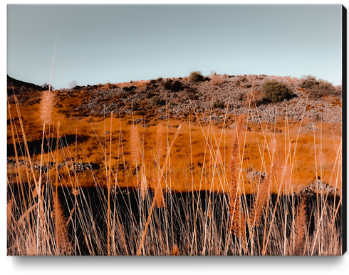 Closeup blooming grass flowers with blue sky background Canvas Print by Timmy333