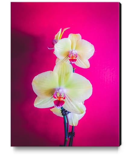 closeup white and pink orchids plant with pink background Canvas Print by Timmy333