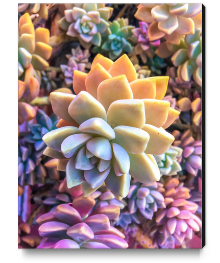 closeup green and pink succulent plant Canvas Print by Timmy333