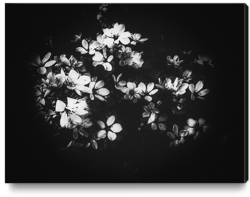 flowers background in black and white Canvas Print by Timmy333