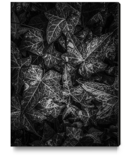 ivy leaves plant texture background in black and white Canvas Print by Timmy333