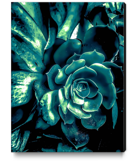 green succulent plant texture background Canvas Print by Timmy333