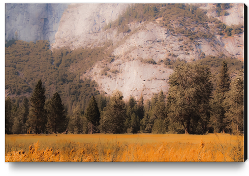 pine tree with mountain background at Yosemite national park California USA Canvas Print by Timmy333