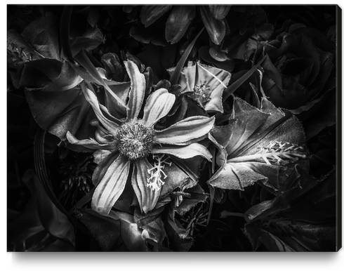 blooming flowers with pollen background in black and white Canvas Print by Timmy333