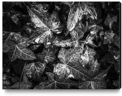 closeup ivy leaves garden texture in black and white Canvas Print by Timmy333