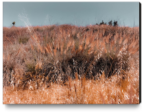 blooming grass flowers field with blue sky background Canvas Print by Timmy333