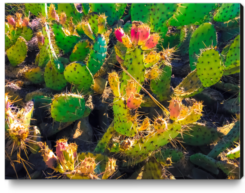 Closeup green and pink cactus garden texture background Canvas Print by Timmy333