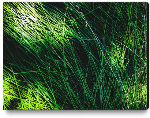 closeup green grass field texture abstract background Canvas Print by Timmy333