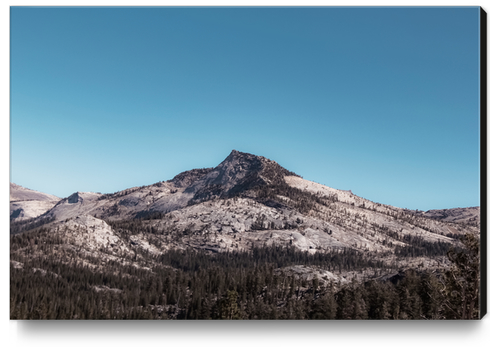 mountain and pine tree at Yosemite national park California USA Canvas Print by Timmy333