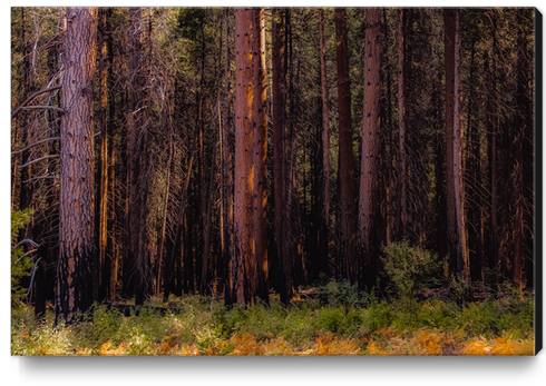 pine tree at Yosemite national park California USA Canvas Print by Timmy333