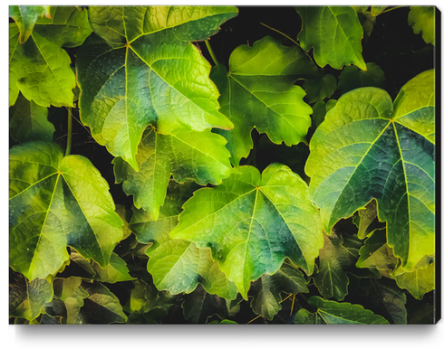 closeup green ivy leaves garden texture background Canvas Print by Timmy333