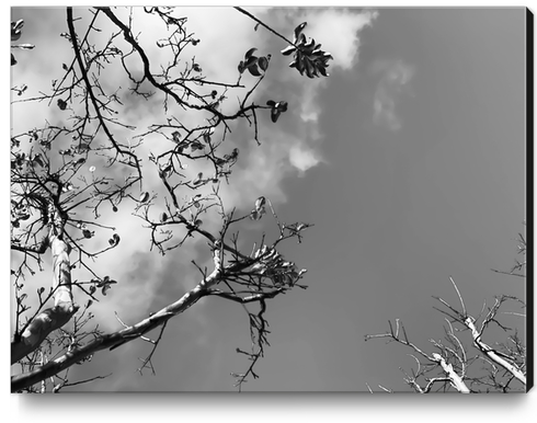 tree branches with clouds and sky background in black and white Canvas Print by Timmy333