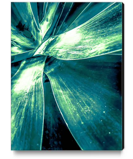 closeup green succulent leaves texture background Canvas Print by Timmy333