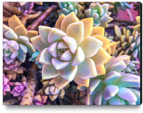 green and pink succulent plant garden background Canvas Print by Timmy333