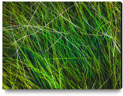 closeup green grass field texture background Canvas Print by Timmy333