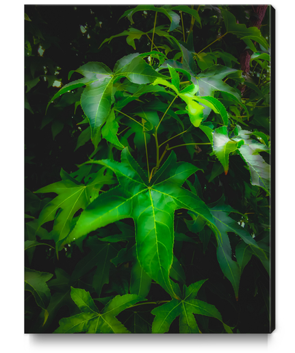 closeup green leaves plant texture background Canvas Print by Timmy333