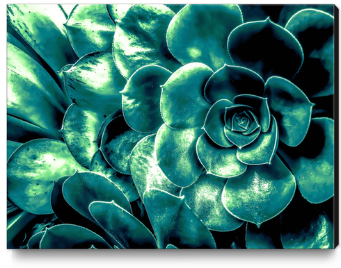 closeup green succulent plant background Canvas Print by Timmy333