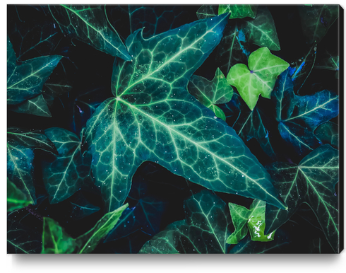 closeup green ivy leaves background Canvas Print by Timmy333