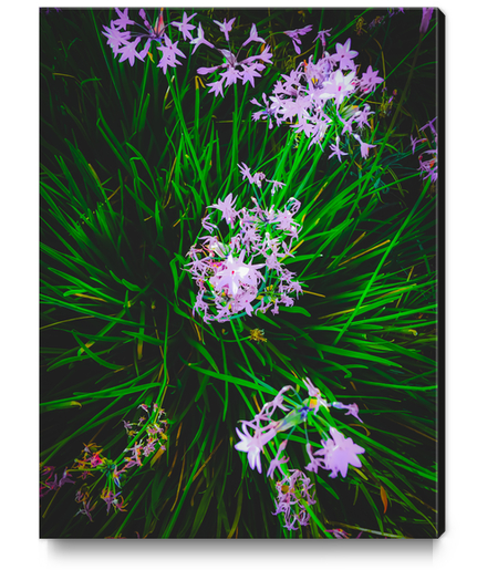 closeup blooming purple flowers with green leaves Canvas Print by Timmy333