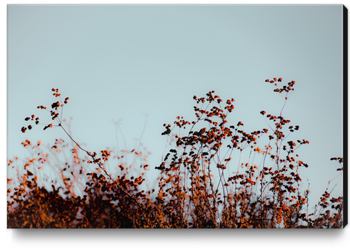 Closeup blooming wildflowers field with blue sky background Canvas Print by Timmy333