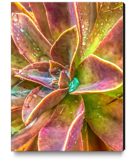 closeup green and pink succulent plant with water drop Canvas Print by Timmy333