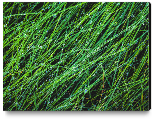 closeup green grass field texture with water drop Canvas Print by Timmy333