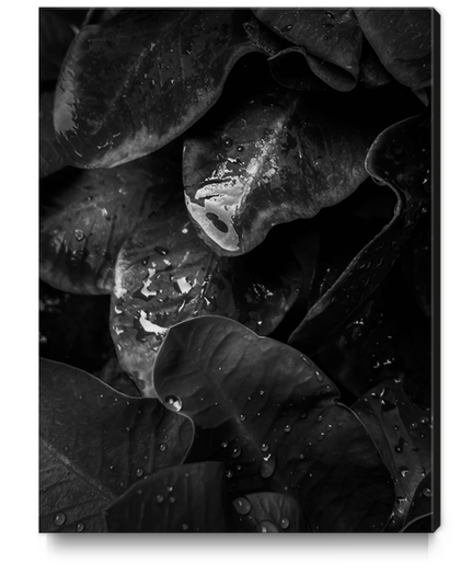 closeup tropical plant leaves texture in black and white Canvas Print by Timmy333