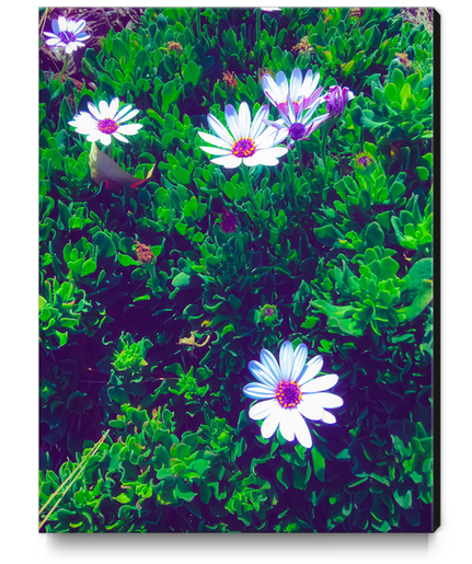 blooming white and purple flowers with green leaves Canvas Print by Timmy333