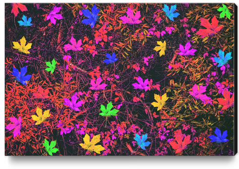 maple leaf in yellow green pink blue red with red and orange creepers plants background Canvas Print by Timmy333