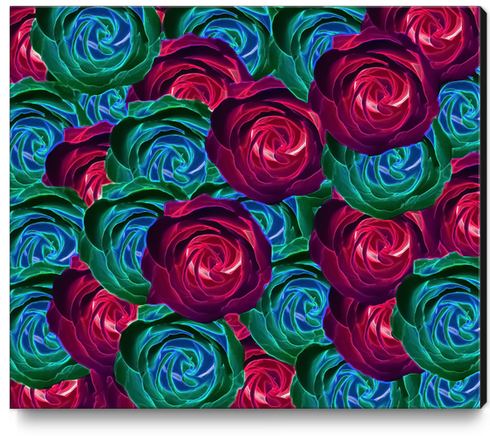 closeup blooming roses in red blue and green Canvas Print by Timmy333