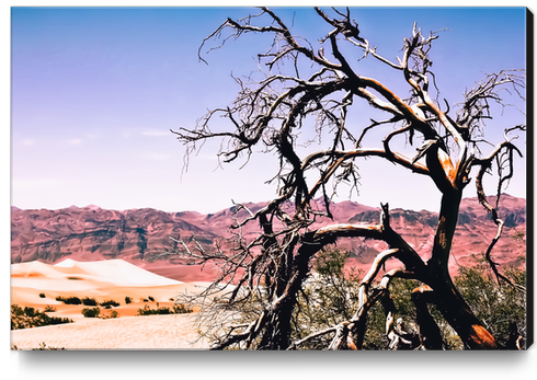 tree in the desert with mountain and blue sky in summer at Death Valley national park, USA Canvas Print by Timmy333