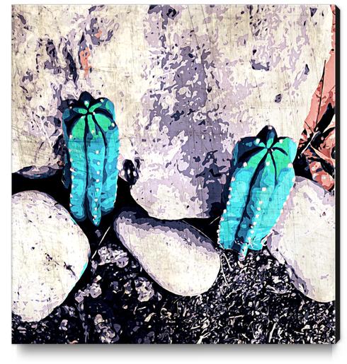 green cactus on the ground with stone background Canvas Print by Timmy333