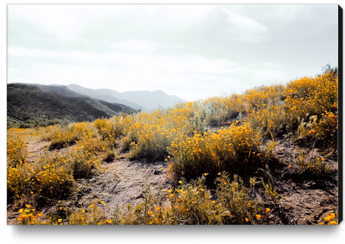 vintage style yellow poppy flower field with summer sunlight Canvas Print by Timmy333