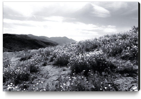 poppy flower field with mountain and cloudy sky in black and white Canvas Print by Timmy333