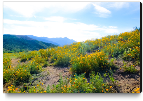 yellow poppy flower field with green leaf and blue cloudy sky in summer Canvas Print by Timmy333