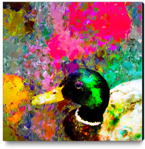 mallard duck with pink green brown purple yellow painting abstract background Canvas Print by Timmy333