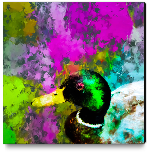 mallard duck with pink blue green yellow painting abstract background Canvas Print by Timmy333