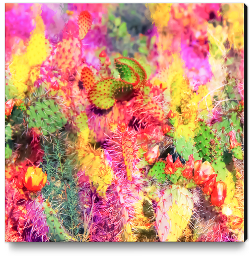 green cactus with flower in the desert with colorful painting abstract background  Canvas Print by Timmy333