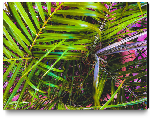 closeup green leaves plant texture abstract background Canvas Print by Timmy333