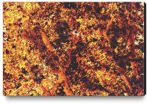 autumn leaves texture with golden light abstract background Canvas Print by Timmy333