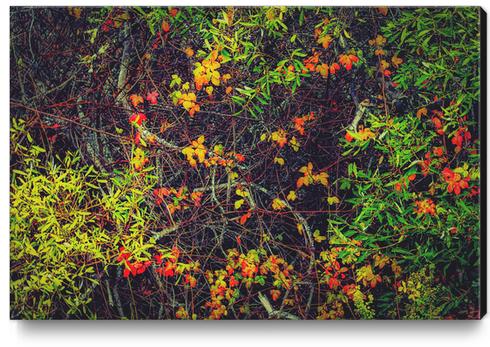 red yellow orange and green leaves background Canvas Print by Timmy333