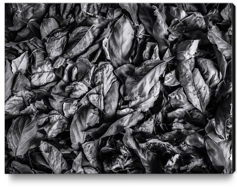 closeup leaf texture in black and white Canvas Print by Timmy333