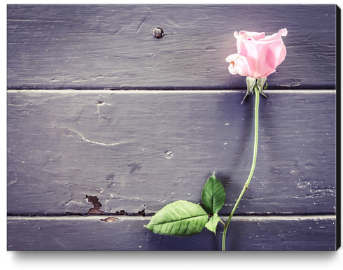 pink rose background Canvas Print by Timmy333