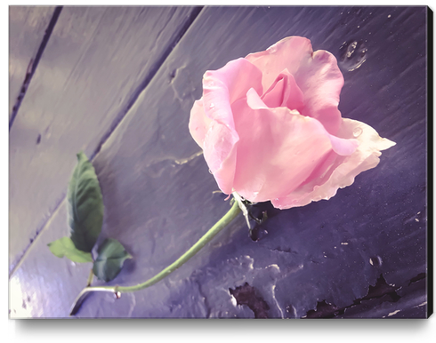 closeup pink rose Canvas Print by Timmy333