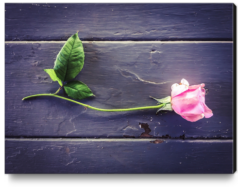 pink rose with wood table background Canvas Print by Timmy333